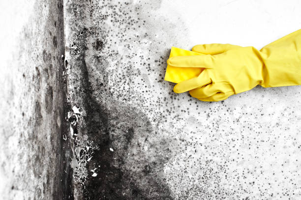 Professional Mold Removal in Smithfield, VA