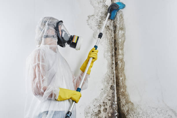 Best Office Mold Removal Services  in Smithfield, VA