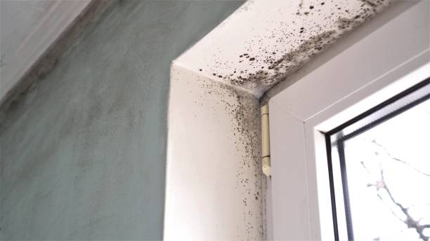 Office Mold Removal Services in Smithfield, VA