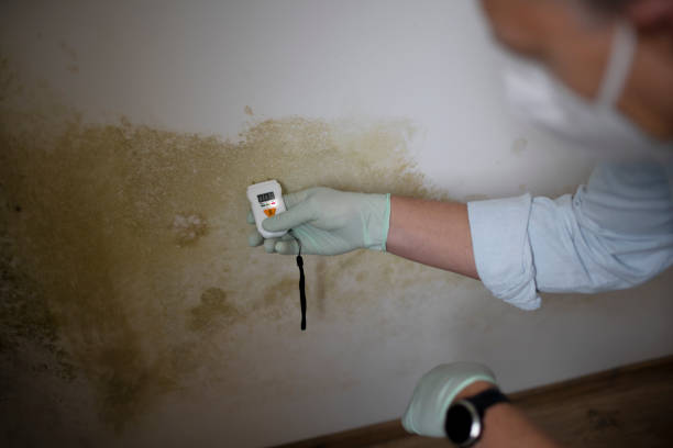 Best Mold Remediation  in Smithfield, VA
