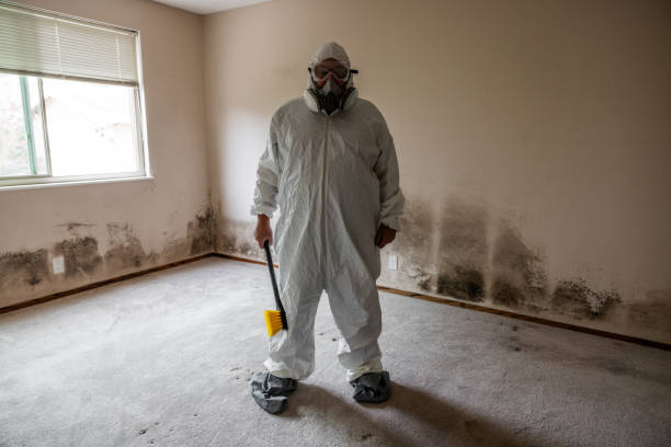 Best Black Mold Removal  in Smithfield, VA