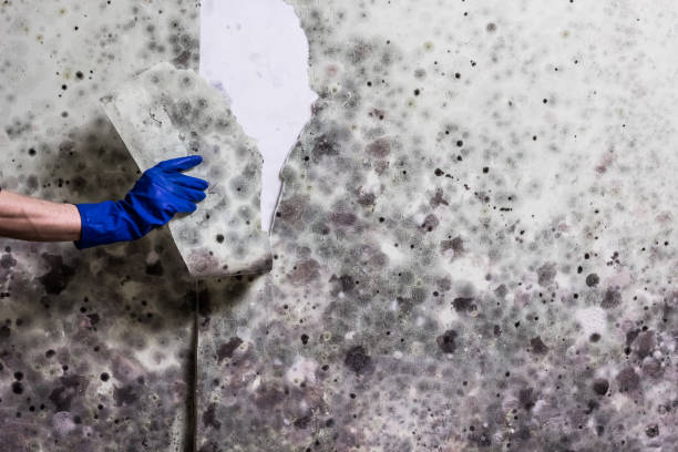 Best Mold Removal Company Near Me  in Smithfield, VA