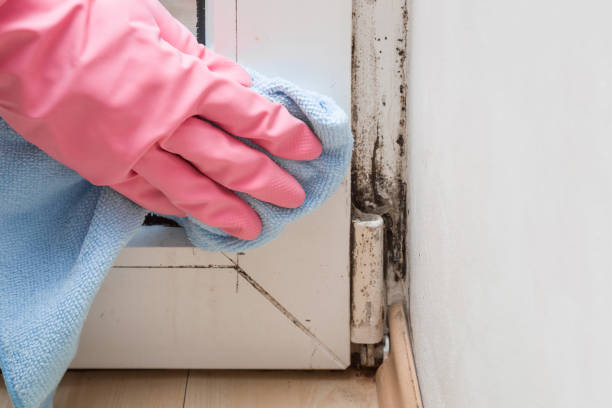 Best Same-Day Mold Removal  in Smithfield, VA