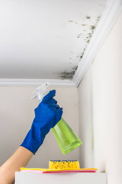 Best Best Mold Removal Companies  in Smithfield, VA